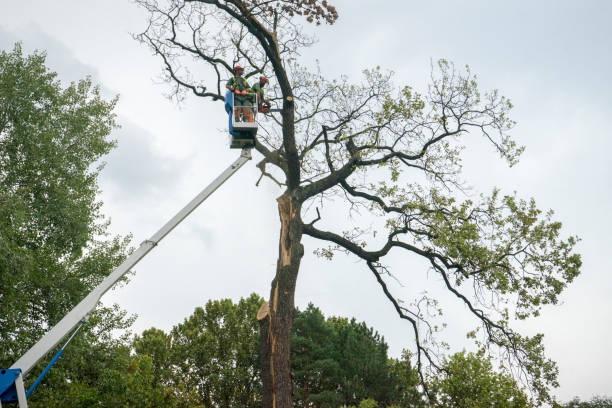 Best Tree Removal Cost  in USA